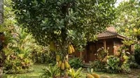 10 Cara Mengatasi Nangka yang Cepat Besar tetapi Lambat Berbuah, Ini Perawatannya