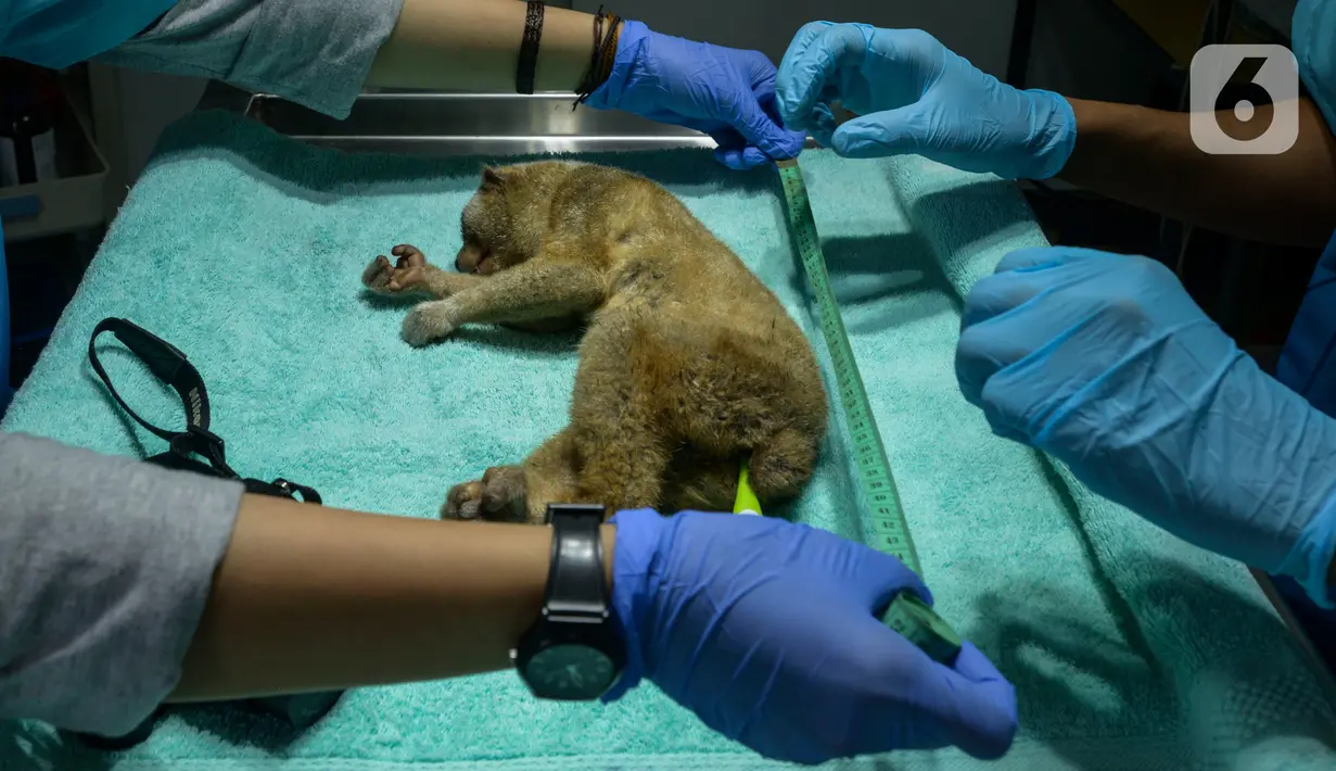 Tim medis IAR melakukan pemeriksaan kesehatan terhadap Kukang Jawa di Pusat Rehabilitasi International Animal Rescue Bogor, Jawa Barat, 23 Januari 2020. Sebanyak 155 Kukang menjalani karantina pemeriksaan, pengecekan dan perawatan kesehatan sebelum dilepas ke habitatnya. (merdeka.com/Imam Buhori)