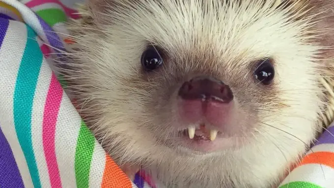 Pesona Huff Si Landak Imut dalam 10 Foto di Instagram