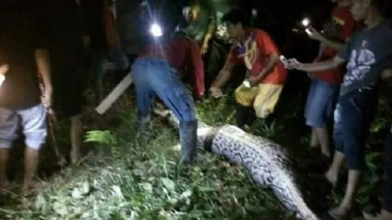 Soal Ular Makan Manusia, Ini Pendapat Masyarakat Mamuju