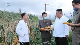 Dalam gambar tak bertanggal yang dirilis 28 Agustus 2020, pemimpin Korea Utara, Kim Jong-un melihat tanaman jagung di daerah yang dilanda topan di Provinsi Hwanghae Selatan. Kunjungan Kim dilakukan usai televisi pemerintah KCTV menayangkan adegan kerusakan akibat topan. (STR/AFP/KCNA VIA KNS)