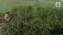 Petani memanen padi jenis baligo di sawahnya kawasan Sukamakmur, Bogor, Jawa Barat, Sabtu (27/04/2024). (merdeka.com/Arie Basuki)