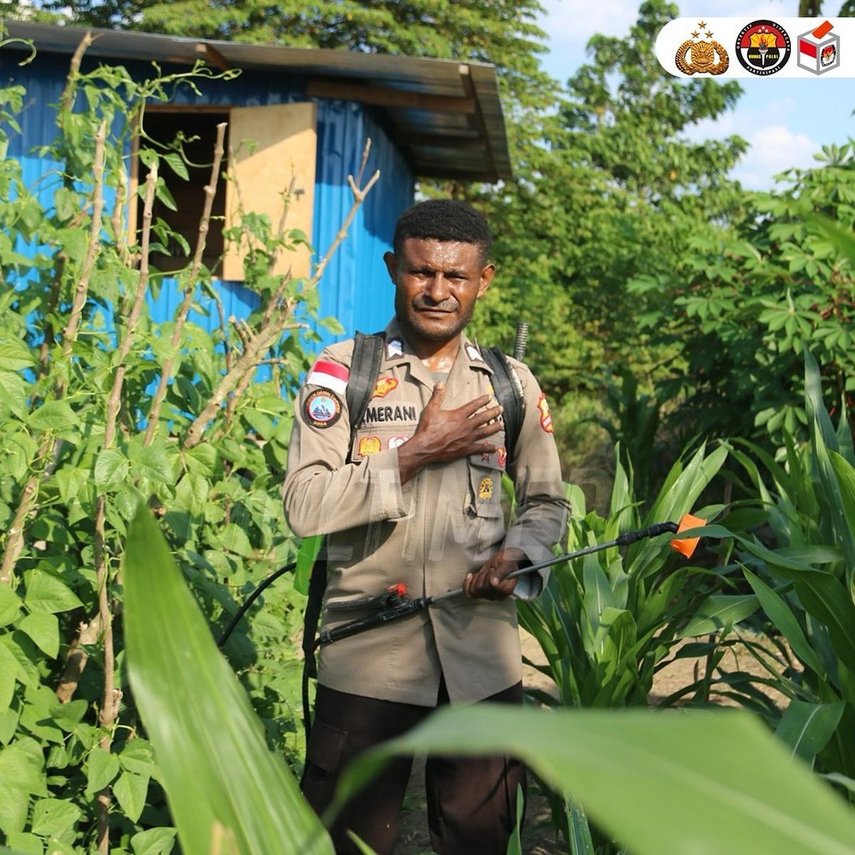 Brigpol Viktor Merani Menanam Berbagai Jenis Tanaman Pangan di Papua