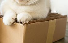 Kucing Hamil Berapa Bulan? Berikut Ciri-ciri dan Cara Merawatnya