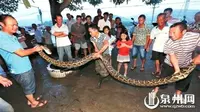 Hanya dengan sebongkah batu, kakek berusia 73 tahun melawan seekor ular boa sepanjang 4 meter.