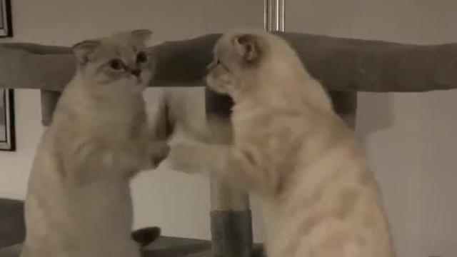 7 Potret Nyeleneh Kucing Bermain dengan Bayangannya Ini Absurd Banget