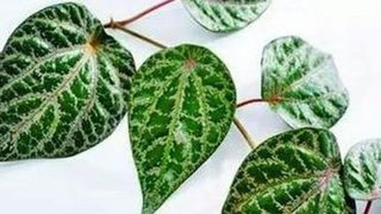 Daun Sirih Merah Ampuh Mengatasi Kolesterol dan Asam urat, Simak Cara Merebus dan Mengomsumsinya