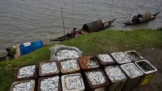 Nelayan  menunggu di kapal mereka untuk menjual hasil tangkapan mereka di tepi sungai Brahmaputra di Jorhat, Assam, India, (3/4). Brahmaputra adalah salah satu sungai terbesar di Asia, yang melewati wilayah China Tibet, India dan Bangladesh sebelum konvergen ke Teluk Benggala. (AP Photo/Anupam Nath)