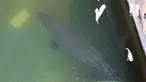 Pecinta sekaligus pemelihara ikan Arapaima di Jombang tidak setuju dengan anjuran Menteri Kelautan dan Perikanan Susi Pujiatusti tentang ikan Arapaima. Susi melarang pelepasan Arapaima di perairan lepas.