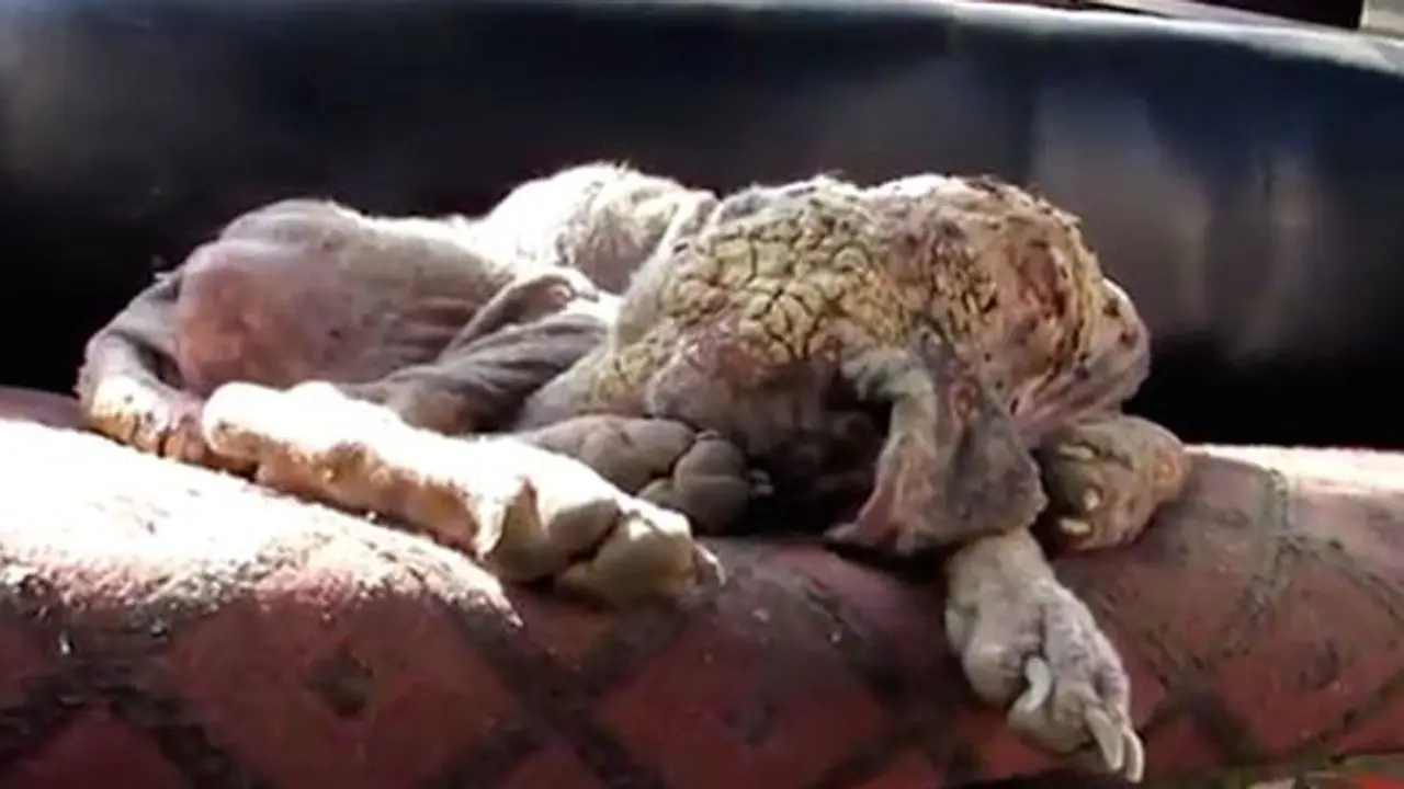 Penyelamatan 'Alice' Anjing Berkulit Batu