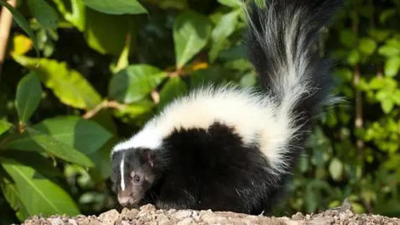 Waspada! Ini 4 Hewan Paling Banyak Menyebarkan Virus Rabies di Dunia