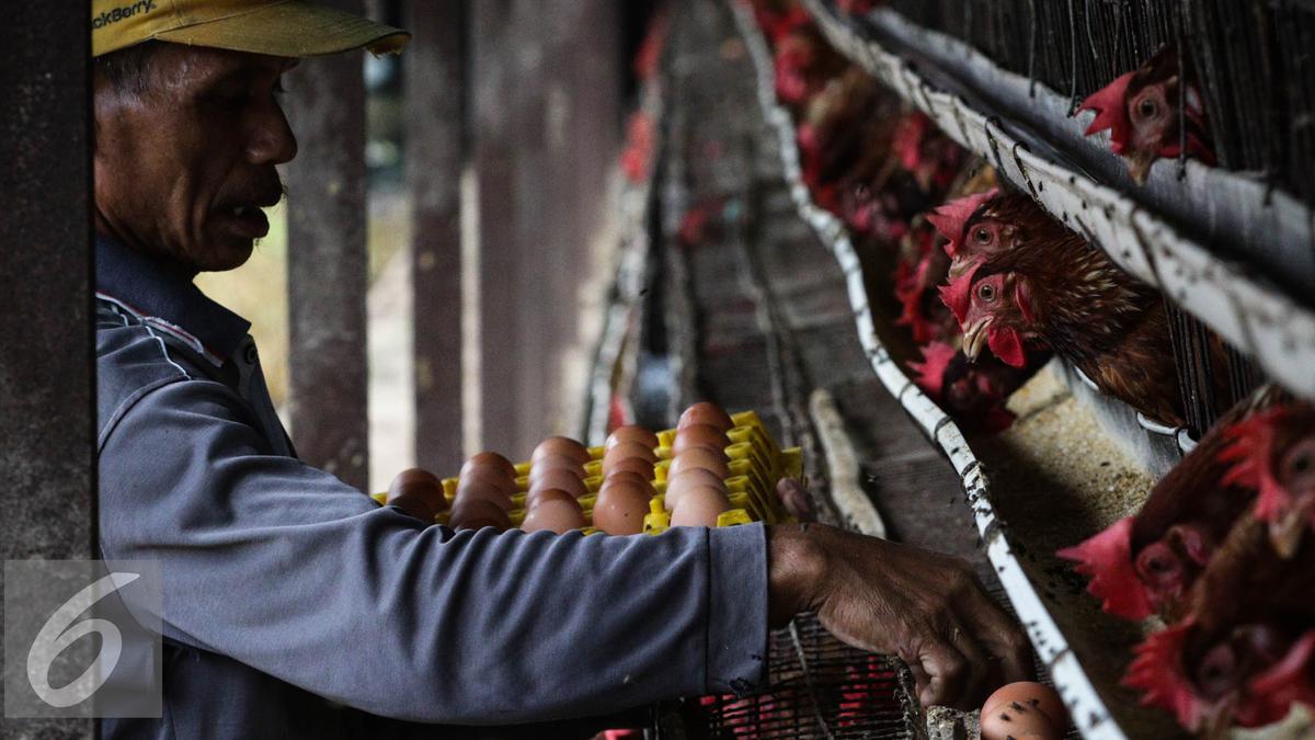 Harga Telur Anjlok, Mendag Usul untuk Bantuan Pangan