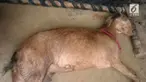 Kambing betina milik Aslup Khan yang berusia tujuh tahun itu tengah hamil. Ia ditemukan mati keesokan harinya setelah mendapat kekerasan seksual.