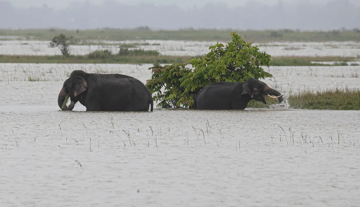 Gajah berjalan melintasi genangan air di distrik Morigaon di Assam, India (26/6/2020). Banjir  disebabkan meluapnya Sungai Brahmaputra akibat hujan yang terus turun. (AP Photo/Anupam Nath)