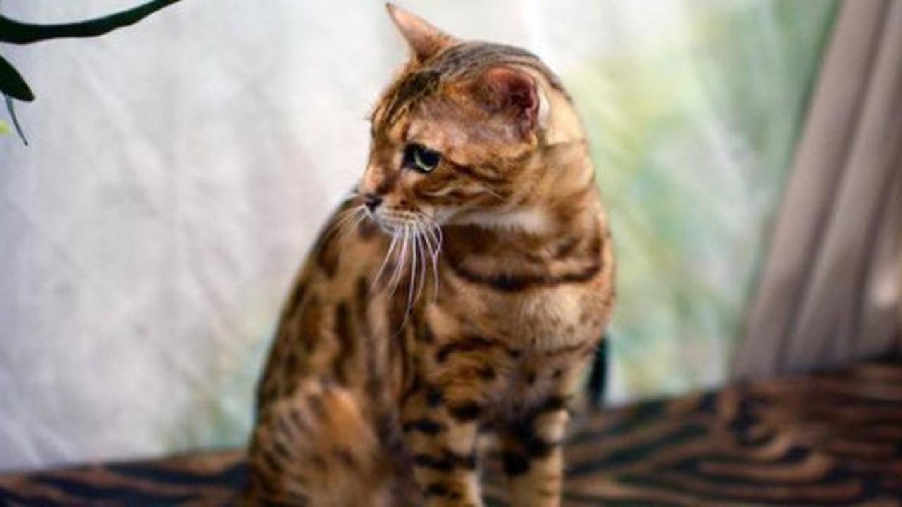 Bengal