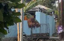 Solo Safari Ungkap Proses Penangkapan Orang Utan yang Lepas dari Kandang
