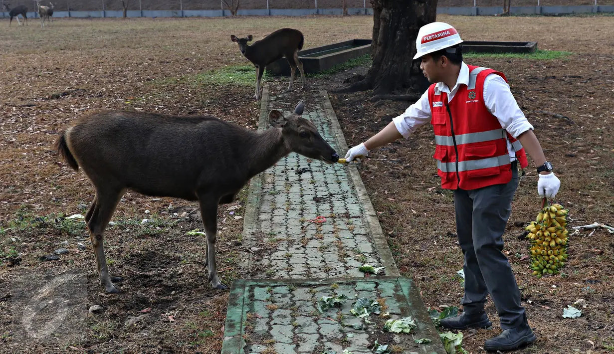 Petugas memberi makan rusa Sambar di penangkaran milik PT Pertamina di kawasan Terminal BBM Pertamina dan Refinery Unit 5 Balikpapan, Kamis (29/10). Rusa Sambar merupakan rusa paling besar diantara tiga rusa asli Indonesia (Liputan6.com/Immanuel Antonius)