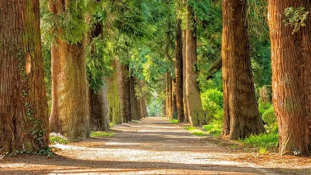 Ilustrasi pohon, hutan