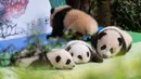 Foto pada 29 September 2020 menunjukkan anak-anak panda raksasa yang tampil perdana di Pusat Penangkaran dan Penelitian Panda Raksasa Chengdu di Provinsi Sichuan, China. Beberapa ekor anak panda raksasa tampil untuk pertama kalinya di depan publik pada Selasa (29/9). (Xinhua/Zhang Kefan)