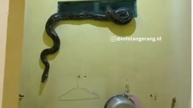 6 Momen Bikin Kaget Ketemu Ular di Dapur, Enggak Jadi Masak