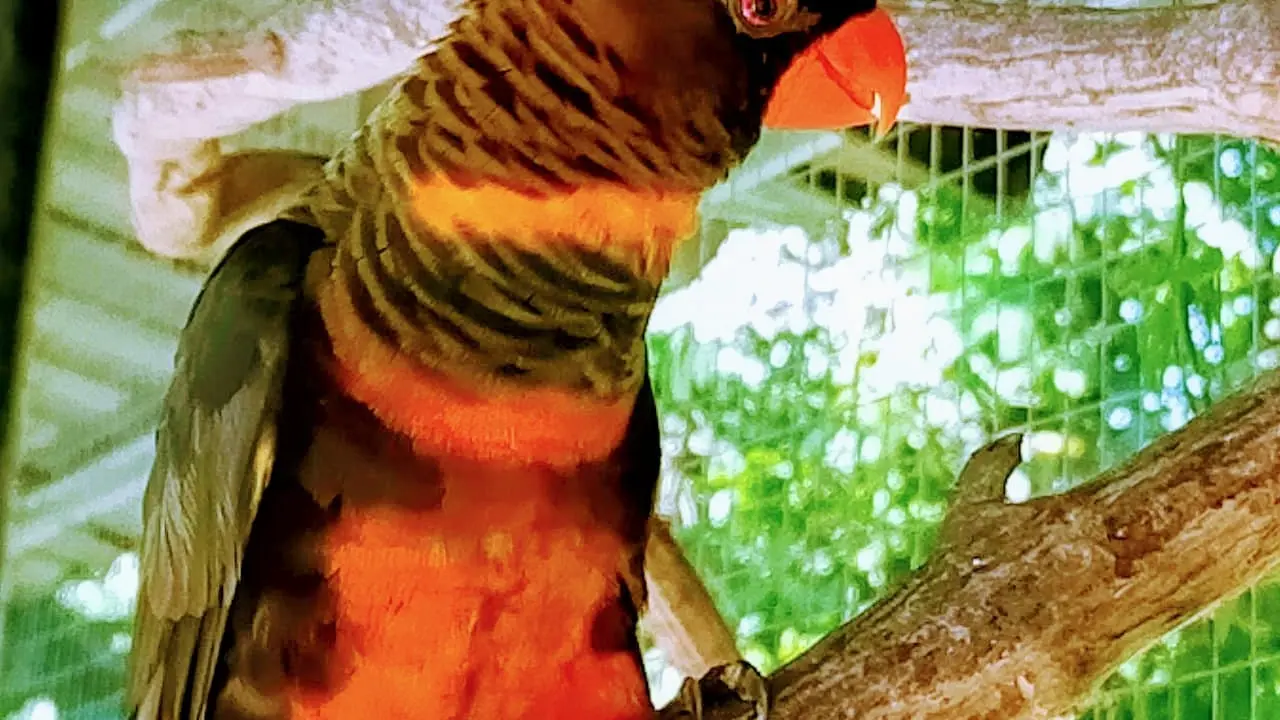 Burung paruh bengkok