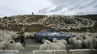 Sebuah mobil dikerumuni domba yang baru kembali merumput di pinggiran Tbilisi, Georgia, Rabu (11/11). Dalam setahun di Georgia mengalami 2 musim yang membuat domba dan peternaknya berpindah mencari rumput di tempat lain. (REUTERS / David Mdzinarishvili)