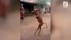 Sapi ini menopang seluruh badannya dengan dua kaki menyerupai manusia.