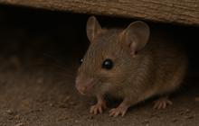 Ada Penelitian sebut Tikus Bisa Dengar Suara Kumisnya Sendiri