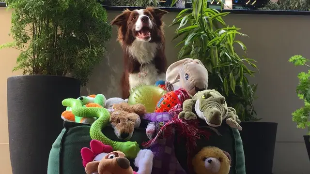 ANjing yang terpilih di Genius Dog Challenge