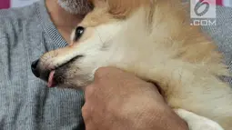 Petugas KPKP DKI Jakarta menyuntikkan microchip ke tubuh anjing di Kantor Dinas KPKP, Jakarta, Rabu (12/9). Anjing yang hilang, dicuri atau jual beli secara ilegal dapat teridentifikasi menggunakan kode dalam microchip. (Merdeka.com/Iqbal Nugroho)