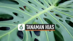tanaman hias thumbnail