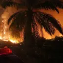 Kemarau Panjang Picu Kebakaran Lahan Gambut di Sejumlah Daerah