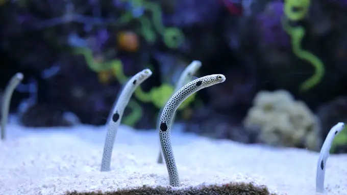 Mimpi Menangkap Belut