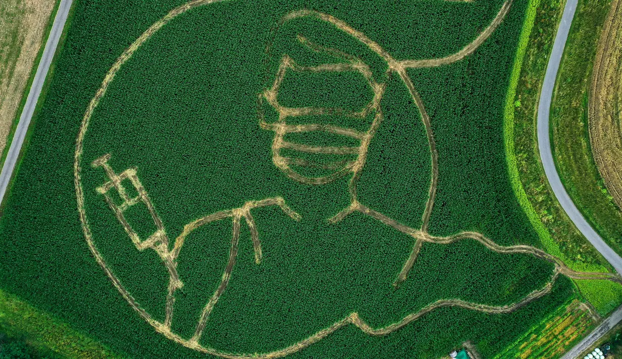 Labirin di ladang jagung membentuk gambar seseorang yang divaksinasi virus corona Covid-19 terlihat dari foto udara, di Selm, Jerman pada 11 Juli 2021. Labirin yang dibuat oleh Benedikt Luenemann itu akan dibuka untuk pengunjung mulai 16 Juli hingga Halloween pada akhir Oktober.. (INA FASSBENDER/AFP