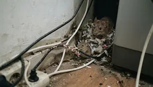 10 Tanda Ada Sarang Tikus di Dalam Rumah yang Sering Terlewat, Kenali Sebelum Makin Parah