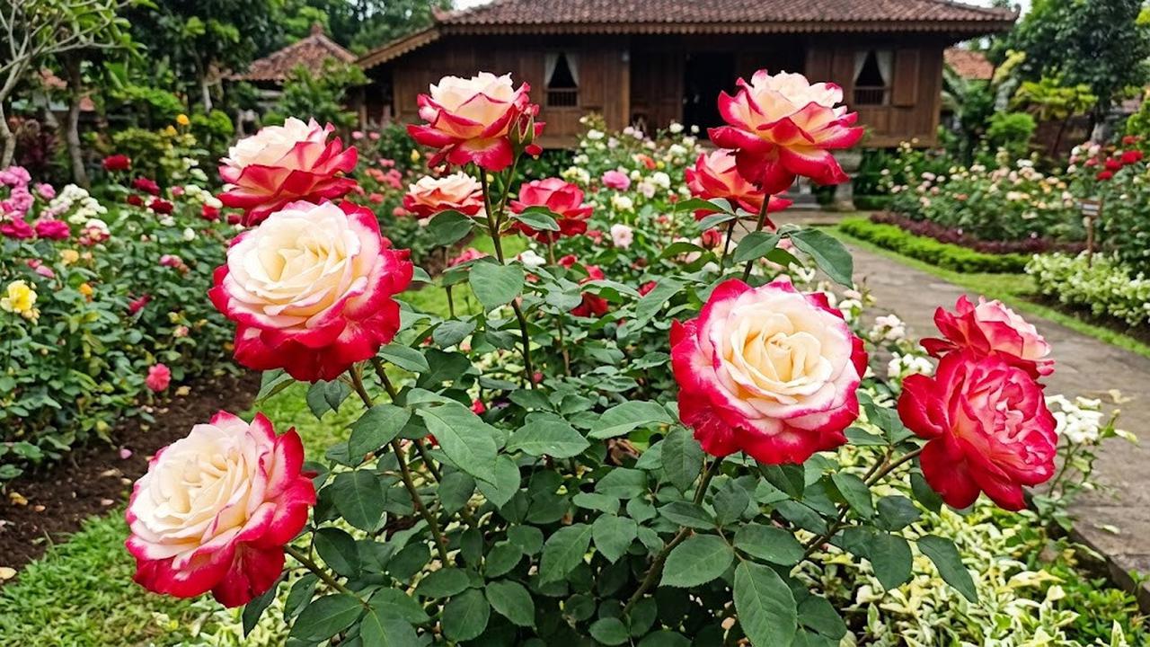 Mawar Hybrid Tea/AI Generated