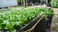 7 Jenis Sayuran Organik yang Bisa Ditanam Tanpa Pupuk Kimia