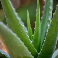 Aloe vera menjadi salah satu tanaman yang memiliki deretan manfaat untuk pengobatan dari berbagai kondisi. (unsplash.com/@pisauikan)