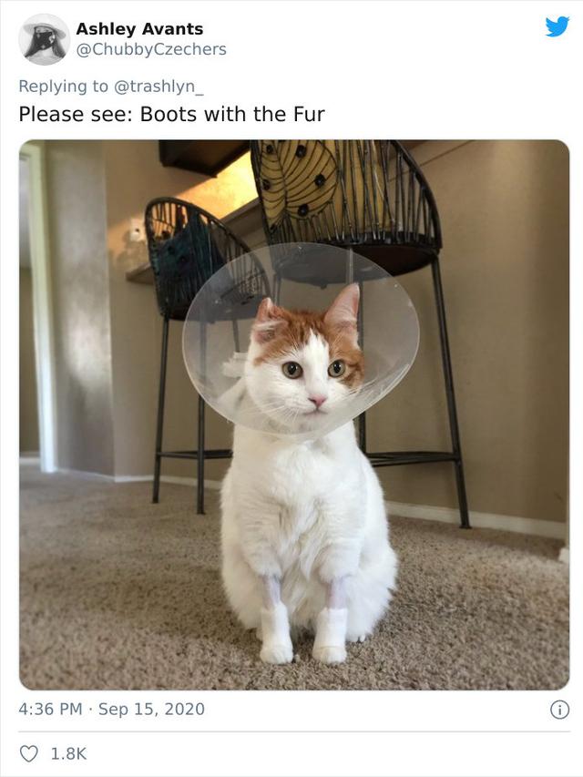 Potret Kucing Dengan Bulu Aneh Setelah Operasi, Bikin Geli. (Sumber: boredpanda)