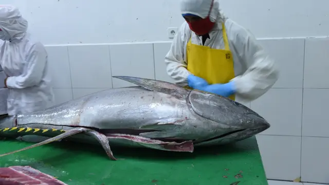 Ikan tuna
