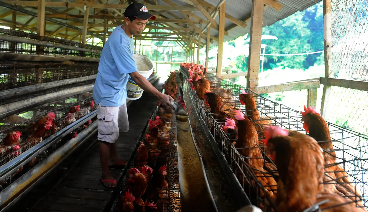 Peternak memberi pakan ayam petelur di Gunung Sindur, Bogor, Jawa Barat, Selasa (6/6/2023). (merdeka.com/Arie Basuki)