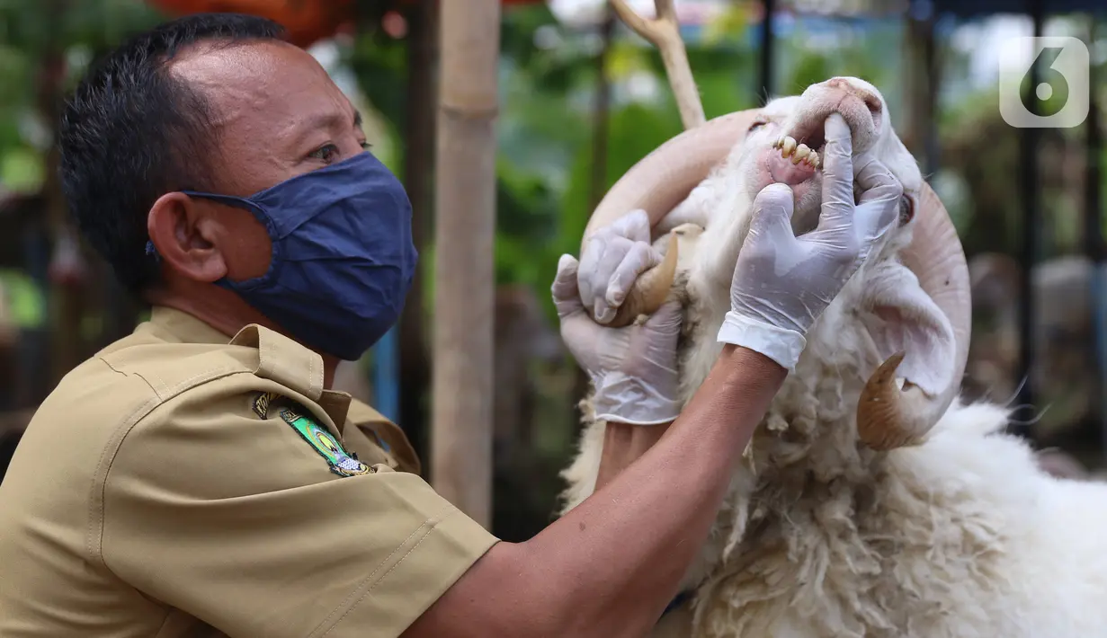 Petugas memeriksa gigi kambing saat pemeriksaan kondisi hewan kurban yang dijual di Kawasan Suka Asih, Kota Tangerang, Selasa (21/7/2020). Pemeriksaan guna memastikan kondisi kesehatan hewan yang dijual untuk keperluan kurban Hari Raya Idul Adha mendatang. (Liputan6.com/Angga Yuniar)