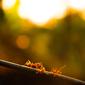 Ilustrasi mimpi, semut. (Photo by Akhil suryajith on Unsplash)