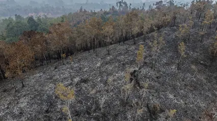 Kebakaran Hutan Meluas di Kalimantan Barat