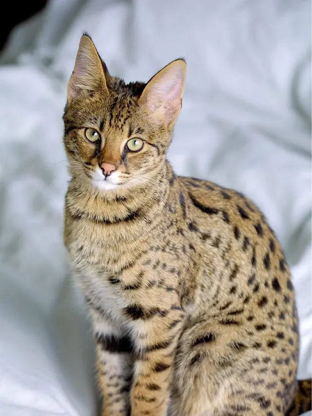 Kucing savana