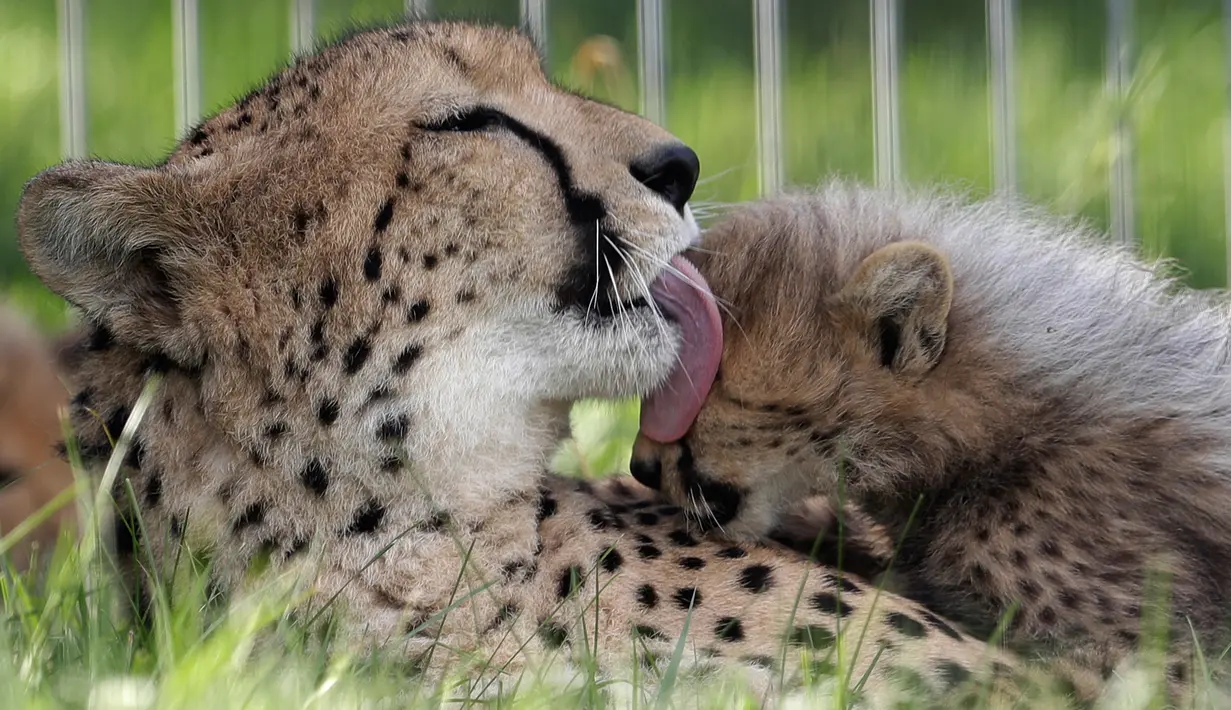 Seekor cheetah, Savannah, menjilati anaknya yang belum lama dilahirkan di Kebun Binatang Praha, Republik Ceko, Kamis (3/8). Sang induk yang berusia 6 tahun melahirkan lima ekor cheetah, terdiri dari  tiga jantan dan dua betina. (AP/Petr David Josek)