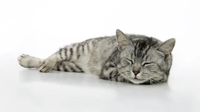 Dari Siaga sampai Santai Maksimal, Yuk Ketahui Suasana Hati Si Kucing dari Posisi Tidur