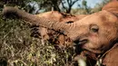 Seekor gajah yatim piatu memakan dedaunan di panti asuhan gajah David Sheldrick Wildlife Trust di Nairobi, Kenya pada 12 Maret 2019. Panti ini mengasuh gajah muda hingga mereka dewasa sebelum dilepas ke alam liar. (Yasuyoshi CHIBA/AFP)