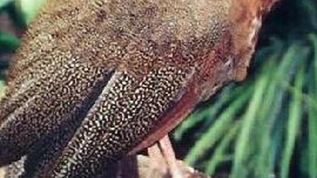 Burung tersebut adalah Burung Kuau Raja. Burung ini memiliki ciri khas ekornya yang panjang menjuntai indah dengan warna kecokelatan. <br>