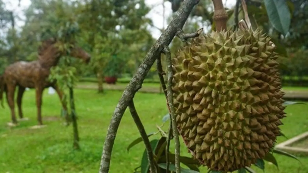 Kebun Durian Warso Farm